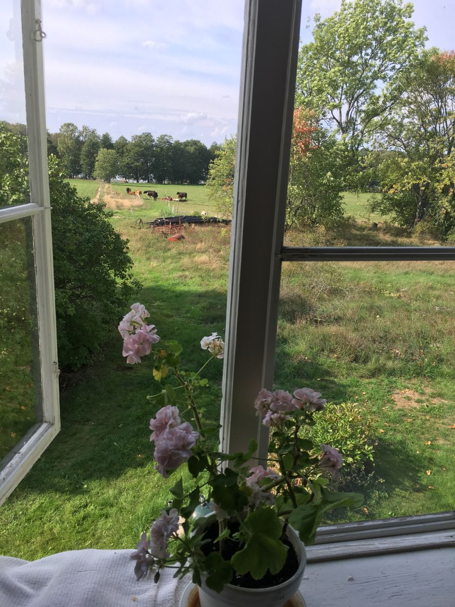 Pelargoner i ett öppet fönster mot en grön sommaräng